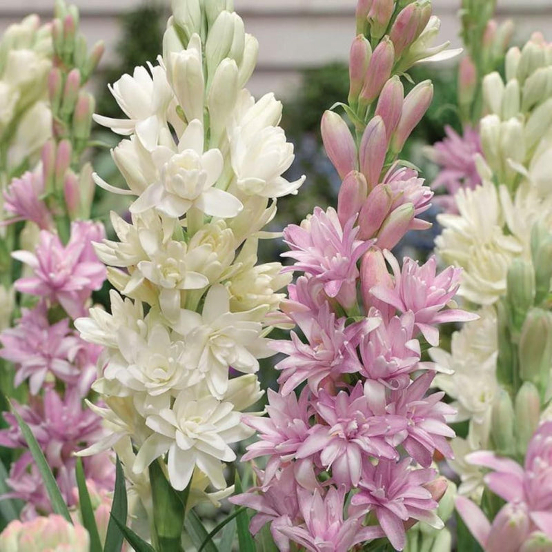 Double Petal Tuberose Bulbs (Rajnigandha)- (Buy 1 Get 4)