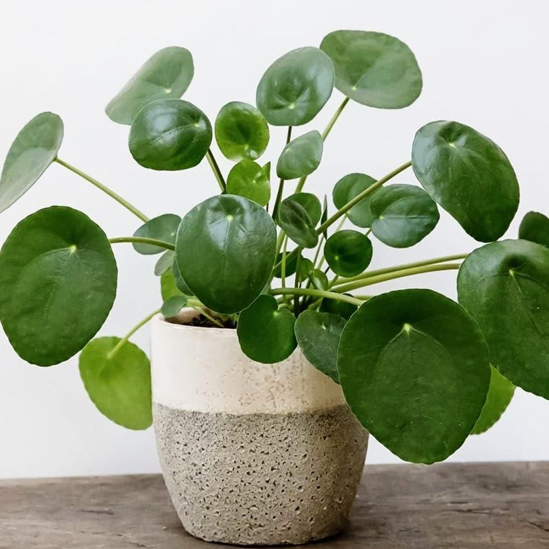 Chinese Lucky Money Plant (Pack of 1)