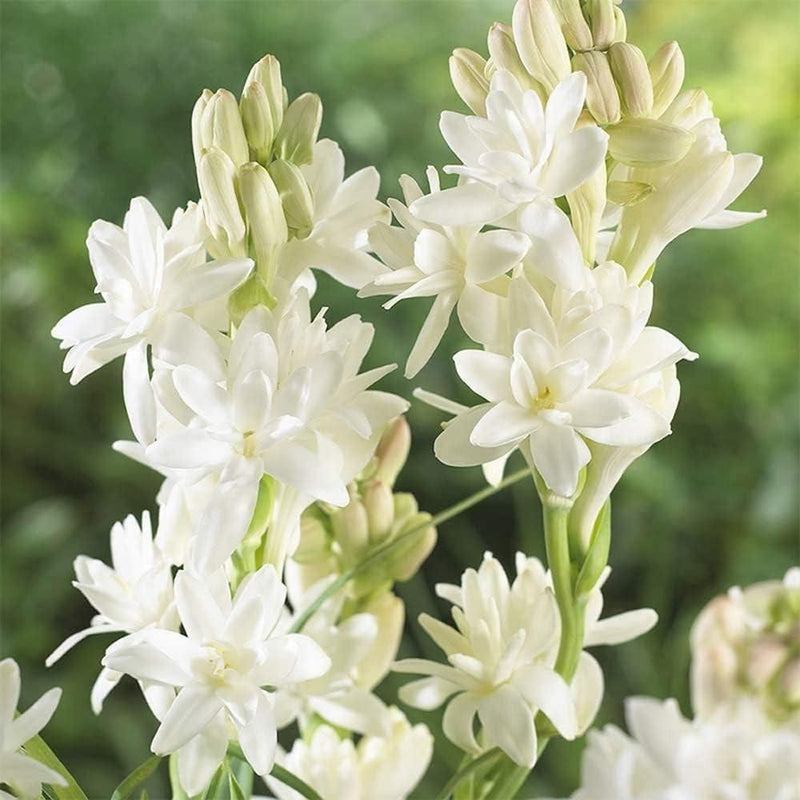 Double Petal Tuberose Bulbs (Rajnigandha)- (Buy 1 Get 4)