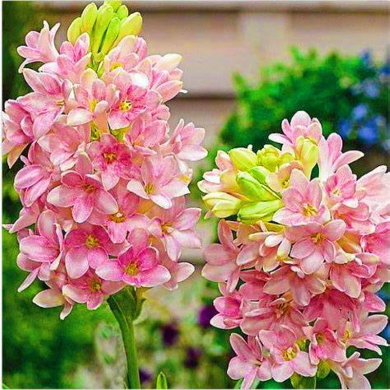 Double Petal Tuberose Bulbs (Rajnigandha)- (Buy 1 Get 4)