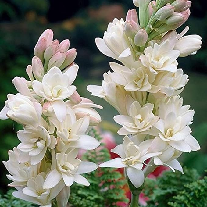 Double Petal Tuberose Bulbs (Rajnigandha)- (Buy 1 Get 4)