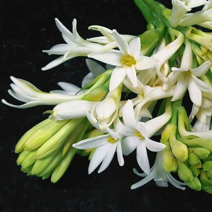 Double Petal Tuberose Bulbs (Rajnigandha)- (Buy 1 Get 4)