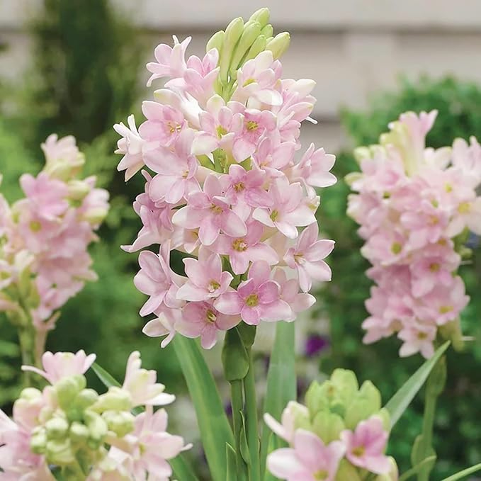 Double Petal Tuberose Bulbs (Rajnigandha)- (Buy 1 Get 4)