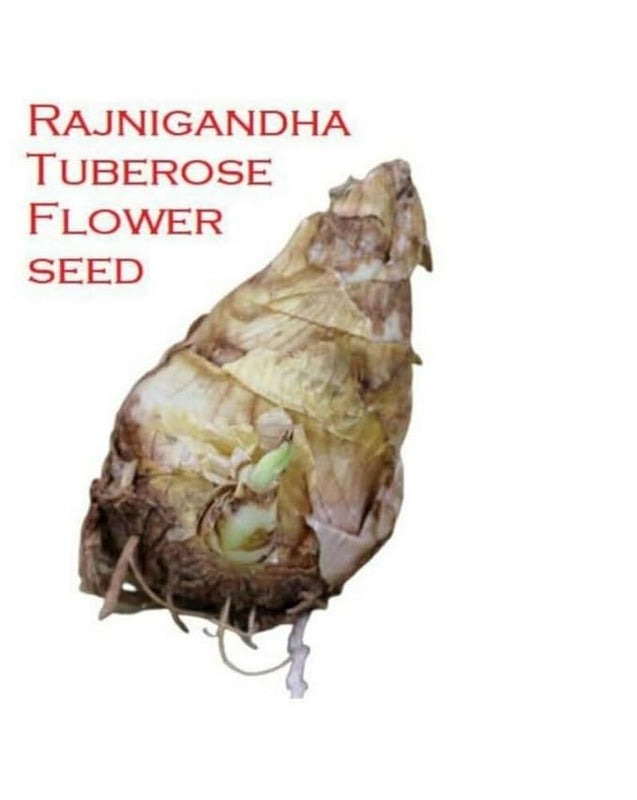 Double Petal Tuberose Bulbs (Rajnigandha)- (Buy 1 Get 4)